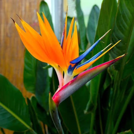 Birds of paradise