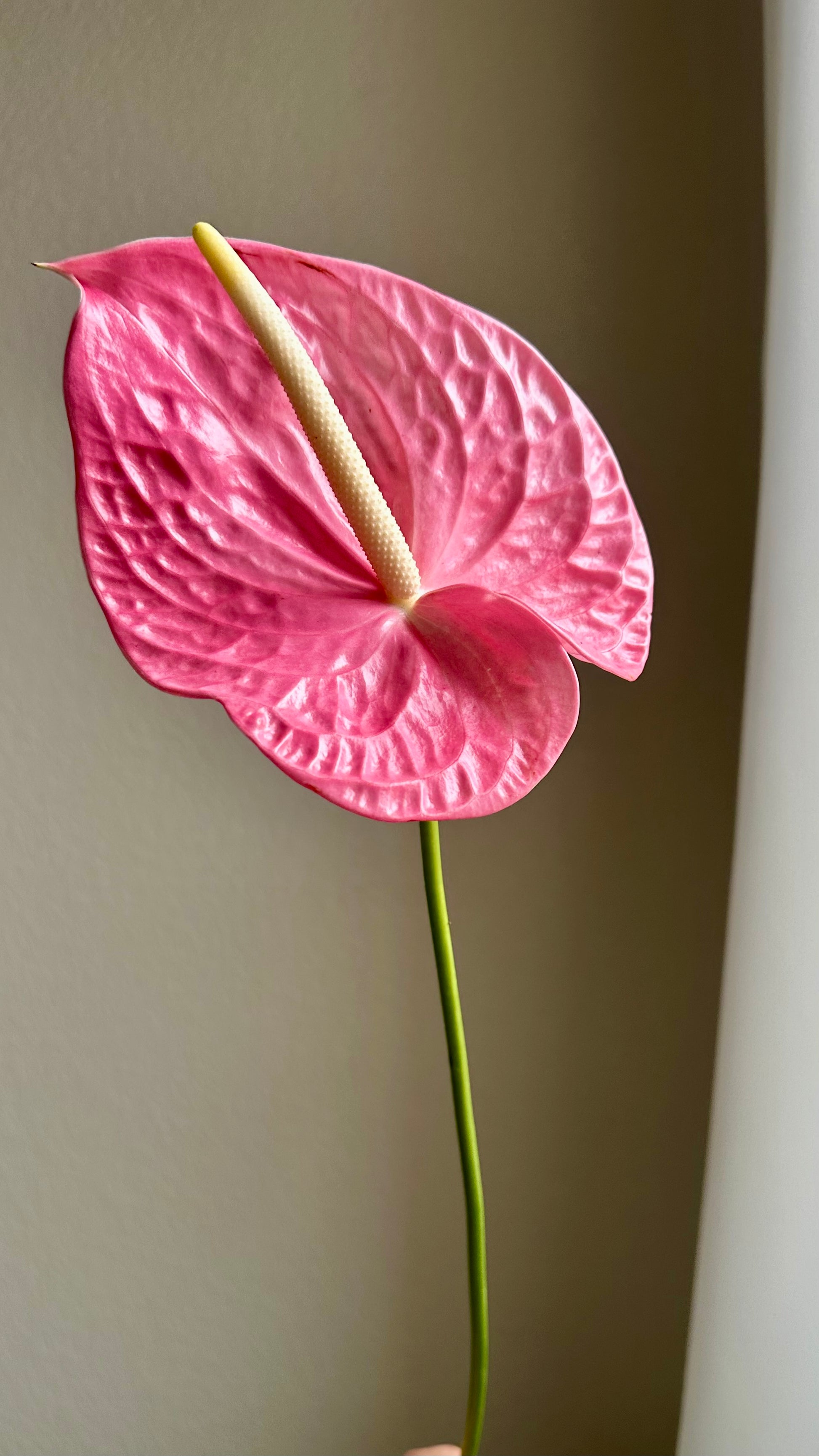 Custom Color - Medium Bespoke Size